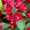 MAROON SWOON™ WEIGELA 1 MAROON SWOON™ WEIGELA -NatureScape Shop DETA3 5198