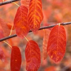 PRINCESS DIANA SERVICEBERRY