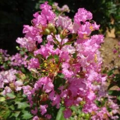 GREATMYRTLE™ COTTON CANDY CRAPEMYRTLE 6 GREATMYRTLE™ COTTON CANDY CRAPEMYRTLE -NatureScape Shop DETA3 5238