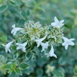 Front Page 18 Front Page -NatureScape Shop DETA3 5264