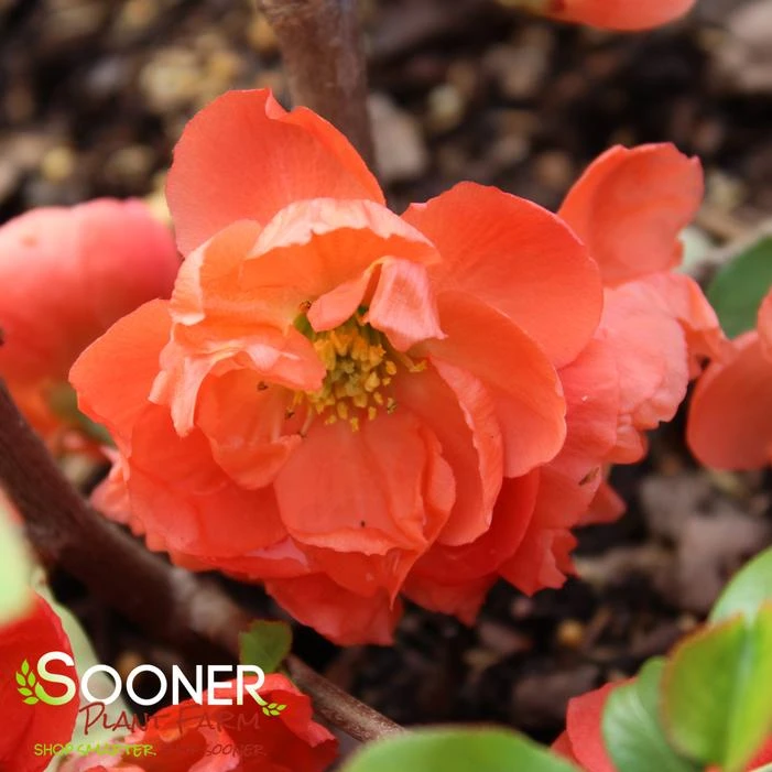 O YASHIMA FLOWERING QUINCE 6 O YASHIMA FLOWERING QUINCE - Image 4