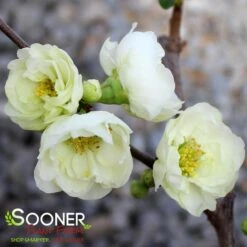 CHOJURAKU FLOWERING QUINCE -NatureScape Shop DETA3 5272