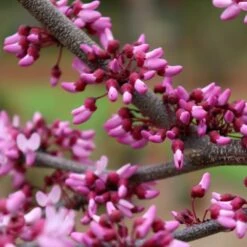 MIDNIGHT EXPRESS® REDBUD 9 MIDNIGHT EXPRESS® REDBUD -NatureScape Shop DETA3 5287