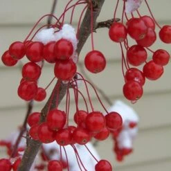 SWEET SUGAR TYME® CRABAPPLE -NatureScape Shop DETA3 5288