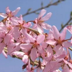 PINK SNOW SHOWERS™ WEEPING CHERRY -NatureScape Shop DETA3 5289