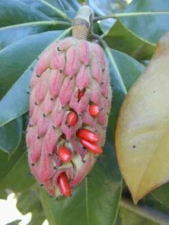 SOUTHERN MAGNOLIA 9 SOUTHERN MAGNOLIA -NatureScape Shop DETA3 53