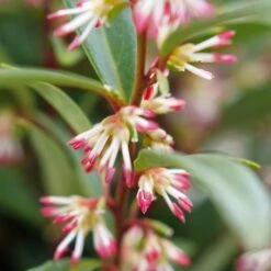 SWEET & LO™ SWEET BOX -NatureScape Shop DETA3 5302