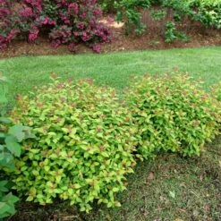 DOUBLE PLAY® DOLLY™ SPIRAEA 11 DOUBLE PLAY® DOLLY™ SPIRAEA -NatureScape Shop DETA3 5303