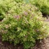 BUBBLY WINE™ WEIGELA -NatureScape Shop DETA3 5306