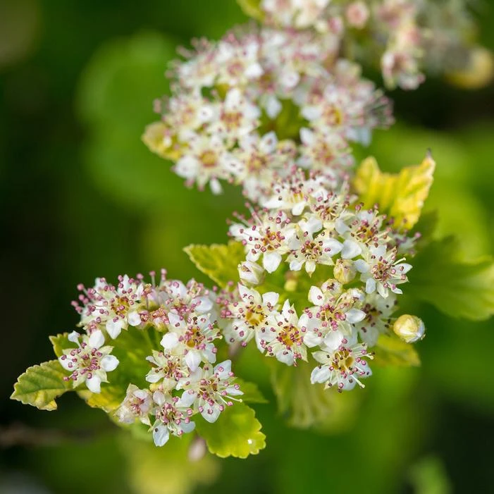 LUCKY DEVIL® NINEBARK 4 LUCKY DEVIL® NINEBARK - Image 2