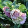 WEDDING PARTY® MAID OF HONOR LENTEN ROSE -NatureScape Shop DETA3 5405