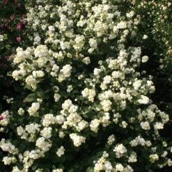 MAGICAL® AVALANCHE CORALBERRY -NatureScape Shop DETA3 5424
