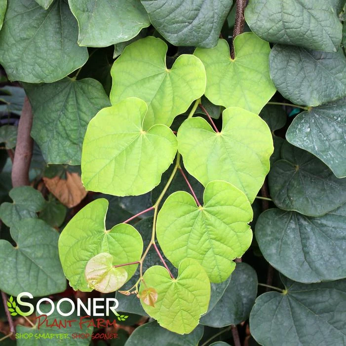 GREEN MACHINE WEEPING REDBUD 4 GREEN MACHINE WEEPING REDBUD - Image 2