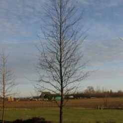 AFTERBURNER® BLACKGUM -NatureScape Shop DETA3 5455