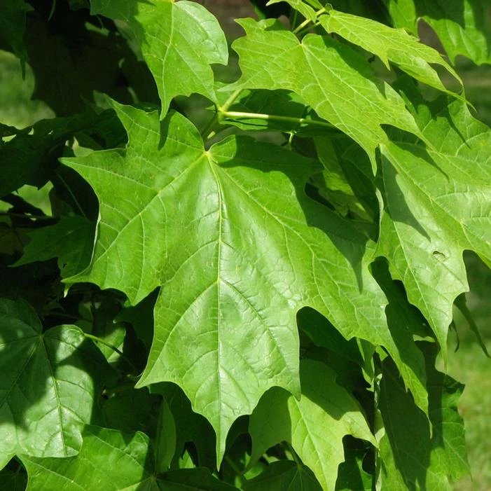 SUGAR CONE SUGAR MAPLE 4 SUGAR CONE SUGAR MAPLE - Image 2