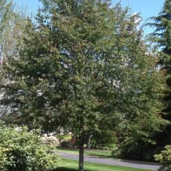 SPRING FLURRY® SERVICEBERRY -NatureScape Shop DETA3 5469