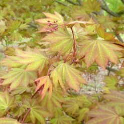 MORNING STARBURST™ VINE MAPLE 10 MORNING STARBURST™ VINE MAPLE -NatureScape Shop DETA3 5478