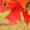 LEGACY® SUGAR MAPLE 2 LEGACY® SUGAR MAPLE -NatureScape Shop DETA3 5479
