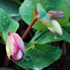 FROSTKISS® GLENDA'S GLOSS LENTEN ROSE -NatureScape Shop DETA3 5571