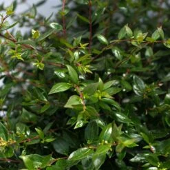 APPLE PERFECTION™ ABELIA 7 APPLE PERFECTION™ ABELIA -NatureScape Shop DETA3 5659