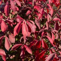 FIRE BALL® SEEDLESS BURNING BUSH -NatureScape Shop DETA3 5731