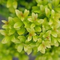 GLOW POP™ JAPANESE HOLLY 6 GLOW POP™ JAPANESE HOLLY -NatureScape Shop DETA3 5737