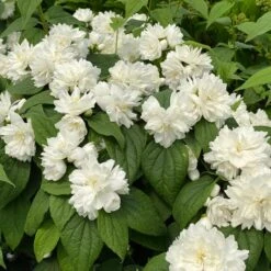 ILLUMINATI SPICE™ MOCKORANGE -NatureScape Shop DETA3 5740