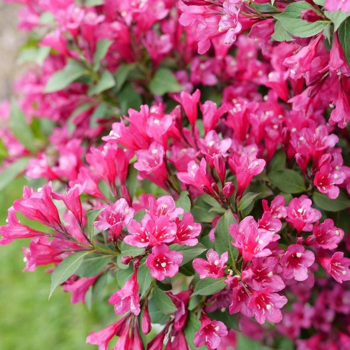 SONIC BLOOM® PUNCH™ WEIGELA 3 SONIC BLOOM® PUNCH™ WEIGELA