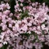YUKI KABUKI™ DEUTZIA -NatureScape Shop DETA3 5762