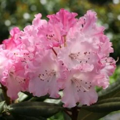 DANDY MAN COLOR WHEEL® RHODODENDRON 7 DANDY MAN COLOR WHEEL® RHODODENDRON -NatureScape Shop DETA3 5763