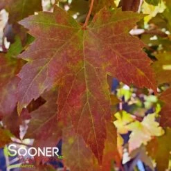 AUTUMN FANTASY® MAPLE 9 AUTUMN FANTASY® MAPLE -NatureScape Shop DETA3 58