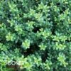 LUCKY MARBLE™ DWARF JAPANESE HOLLY -NatureScape Shop DETA3 5839