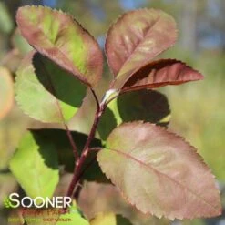 AUTUMN BRILLIANCE® SERVICEBERRY -NatureScape Shop DETA3 6