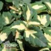 MOONSHADOW EUONYMUS -NatureScape Shop DETA3 633