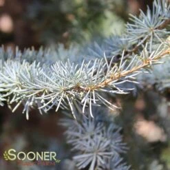 BLUE ATLAS CEDAR -NatureScape Shop DETA3 662