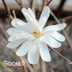 ROYAL STAR MAGNOLIA -NatureScape Shop DETA3 687