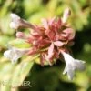 KALEIDOSCOPE ABELIA -NatureScape Shop DETA3 772