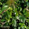 GLOSSY ABELIA -NatureScape Shop DETA3 801
