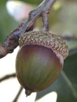 NORTHERN RED OAK 10 NORTHERN RED OAK -NatureScape Shop DETA3 86