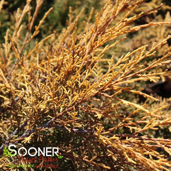 SAYBROOK GOLD® JUNIPER 6 SAYBROOK GOLD® JUNIPER - Image 4