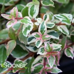 MARDI GRAS ABELIA -NatureScape Shop DETA3 897