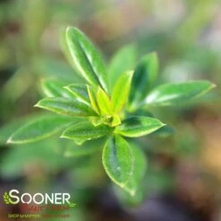 WINTER JASMINE -NatureScape Shop DETA3 992