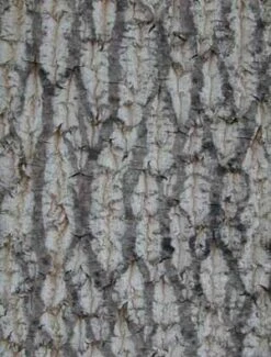 TULIP TREE -NatureScape Shop DETA4 109