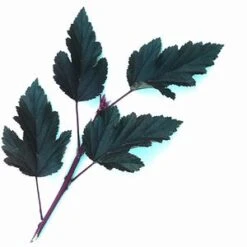 SUMMER WINE® NINEBARK -NatureScape Shop DETA4 149