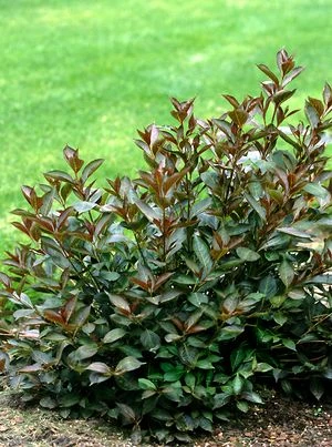 WINE & ROSES® WEIGELA 4 WINE & ROSES® WEIGELA - Image 2