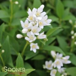NIKKO SLENDER DEUTZIA -NatureScape Shop DETA4 1581