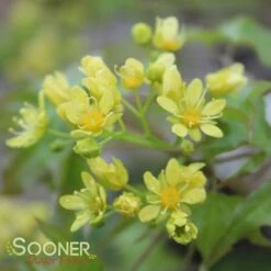 FIRE DRAGON® SHANTUNG MAPLE 11 FIRE DRAGON® SHANTUNG MAPLE -NatureScape Shop DETA4 2002