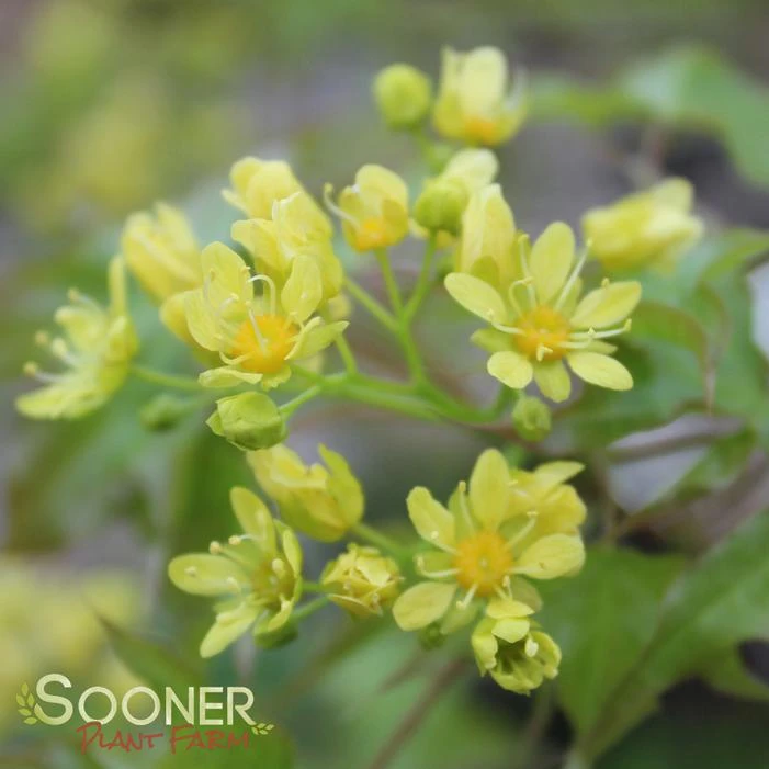 FIRE DRAGON® SHANTUNG MAPLE 5 FIRE DRAGON® SHANTUNG MAPLE - Image 3