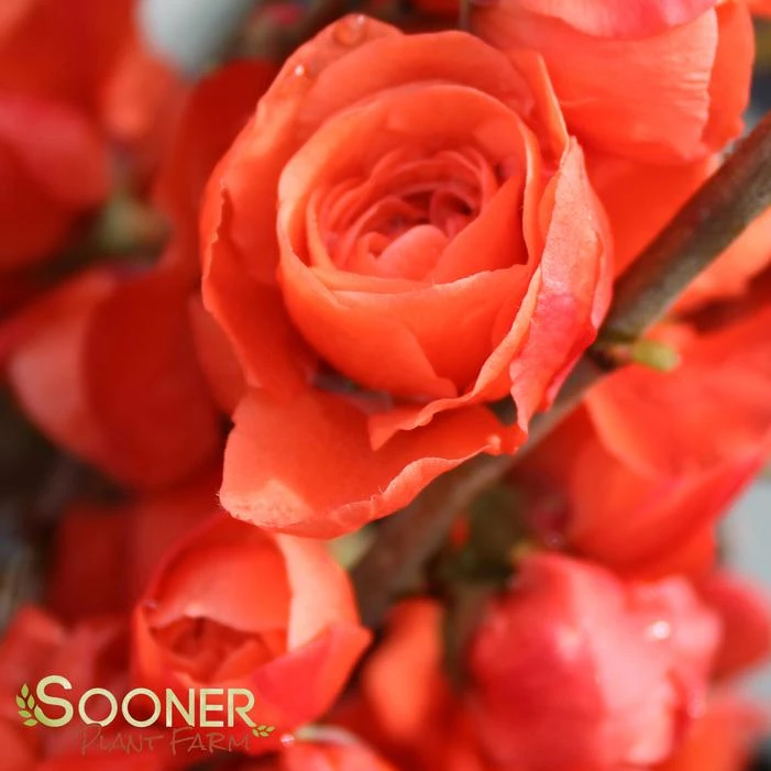 DOUBLE TAKE® ORANGE STORM QUINCE 4 DOUBLE TAKE® ORANGE STORM QUINCE - Image 2