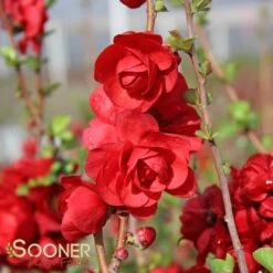 DOUBLE TAKE® SCARLET STORM QUINCE -NatureScape Shop DETA4 2022